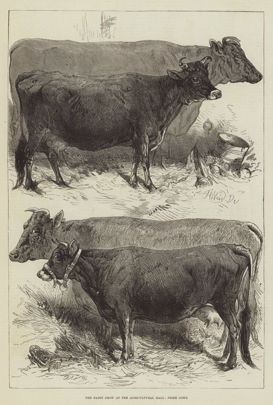 Meieriutstillingen på Landbrukshallen, Premiekyr av Harrison William Weir