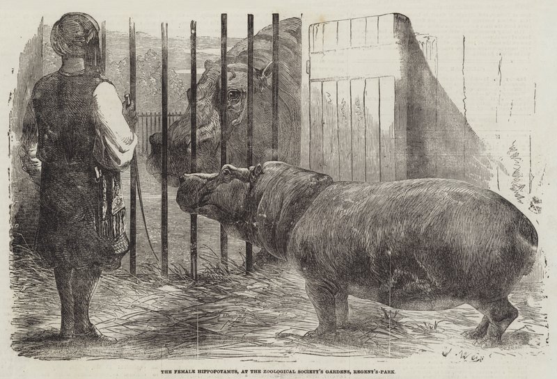 Den kvinnelige flodhest, ved Zoological Society