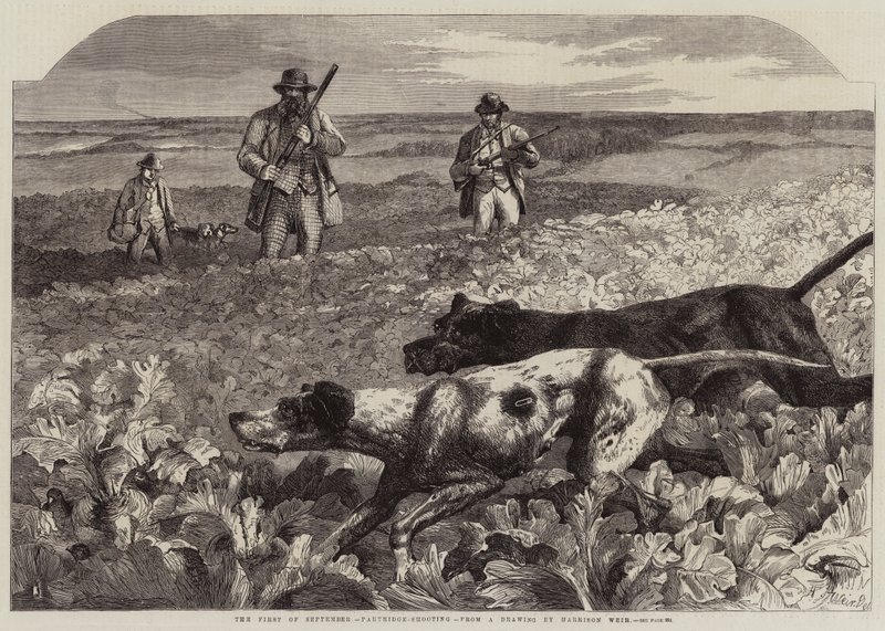 Den første september, Partridge-Shooting (gravering) av Harrison William Weir