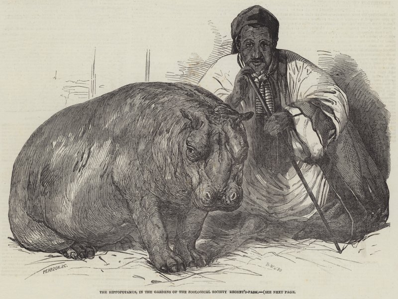 Flodhest, i Gardens of the Zoological Society, Regent