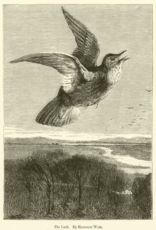 Lerken av Harrison William Weir