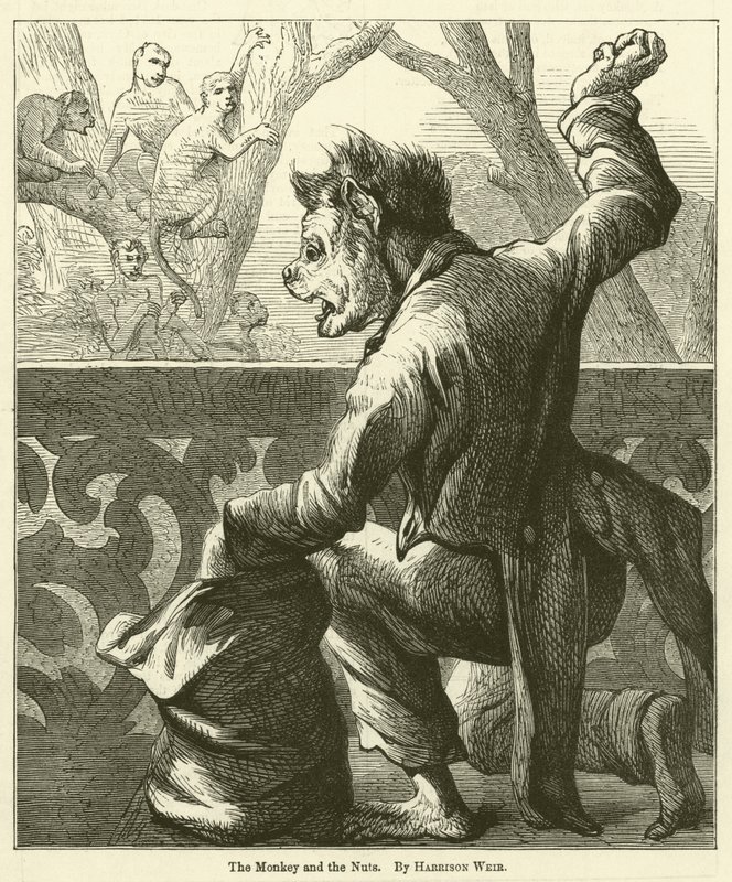 Apen og nøttene av Harrison William Weir