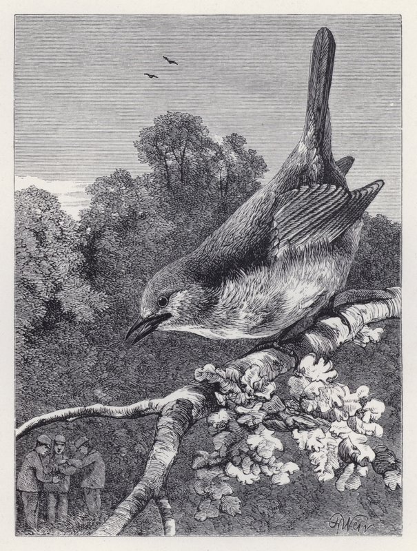 The Robin Watching the Boys with the Nest (gravering) av Harrison William Weir