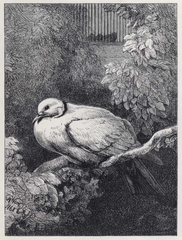 Den ulykkelige duen (gravering) av Harrison William Weir