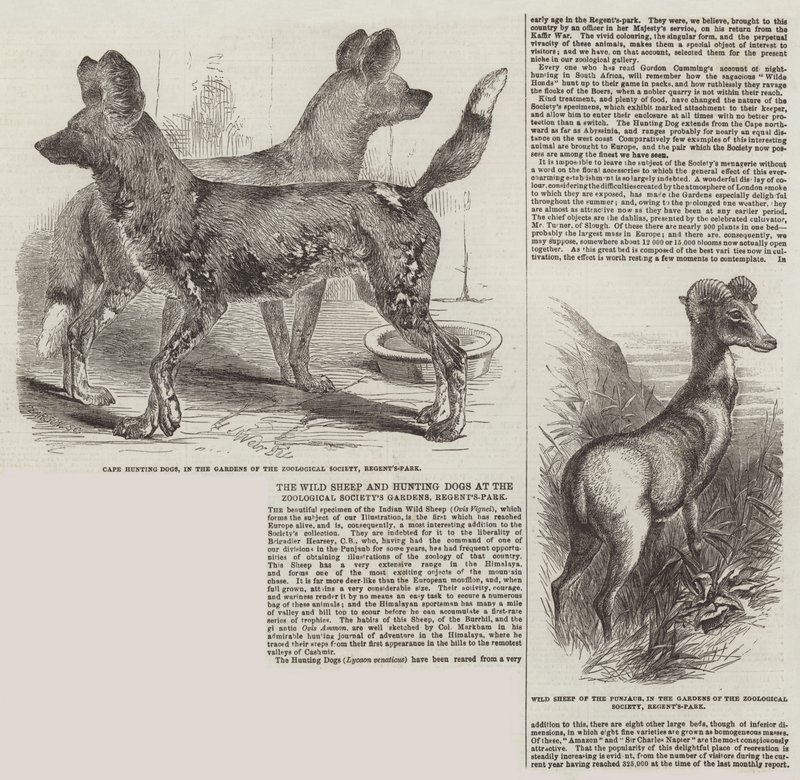 Villsauene og jakthundene i Zoological Society