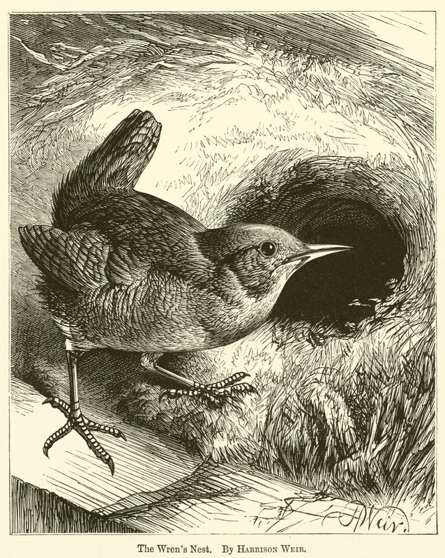 Wrens-redet av Harrison William Weir
