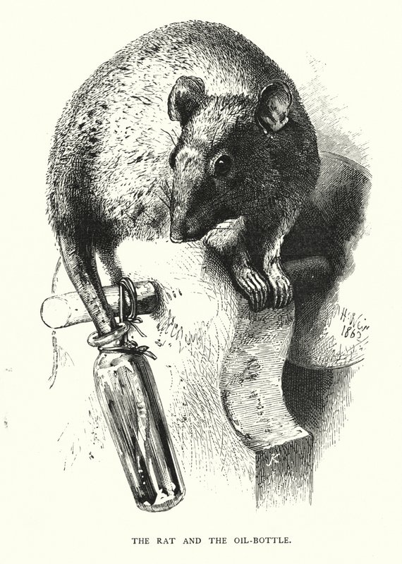 Rotten og oljeflasken (gravering) av Harrison William Weir