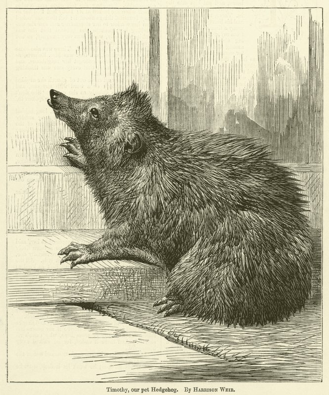 Timothy, vårt kjæledyr Hedgehog av Harrison William Weir