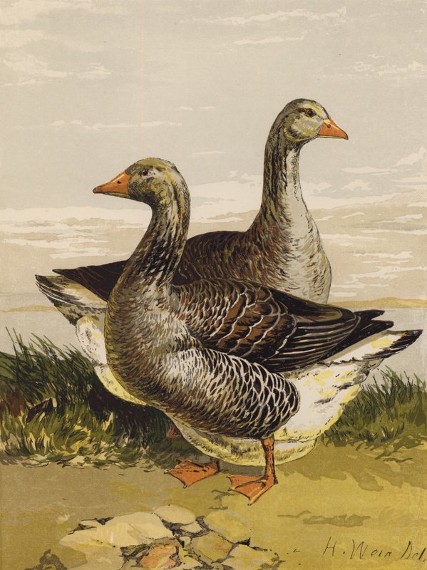Toulouse gjess (chromolitho) av Harrison William Weir