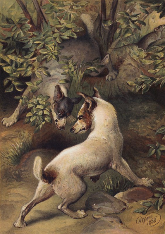 To hunder prøver å nå en vannbasseng for å drikke (chromolitho) av Harrison William Weir