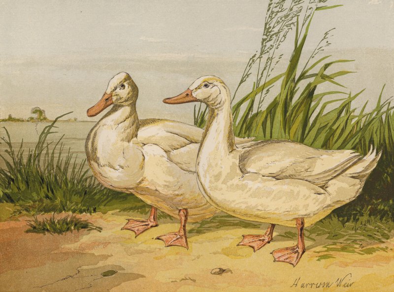 White Aylesbury Ducks (chromolitho) av Harrison William Weir