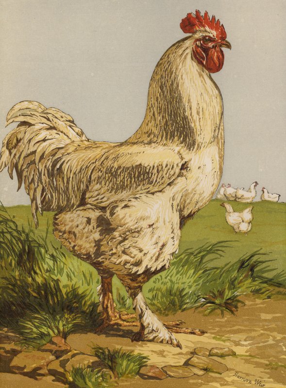 Hvit Cochin Cock (chromolitho) av Harrison William Weir