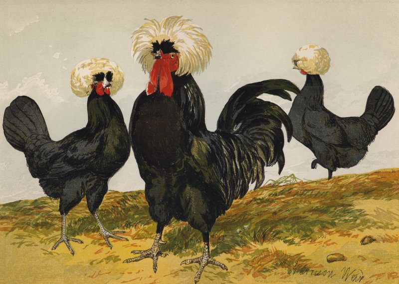 White Crested Black Polish (chromolitho) av Harrison William Weir