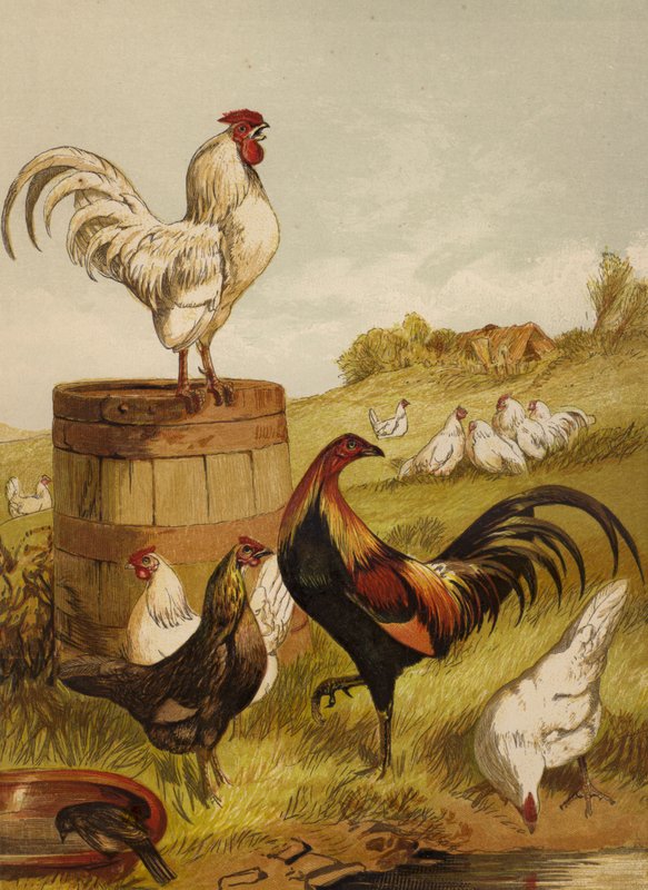 Hvite og viltdøler (chromolitho) av Harrison William Weir