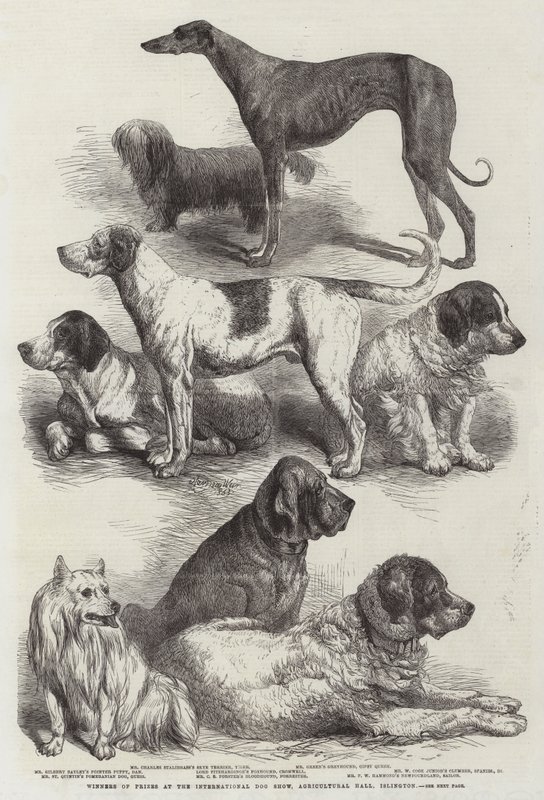 Vinnere av priser på International Dog Show, Agricultural Hall, Islington av Harrison William Weir