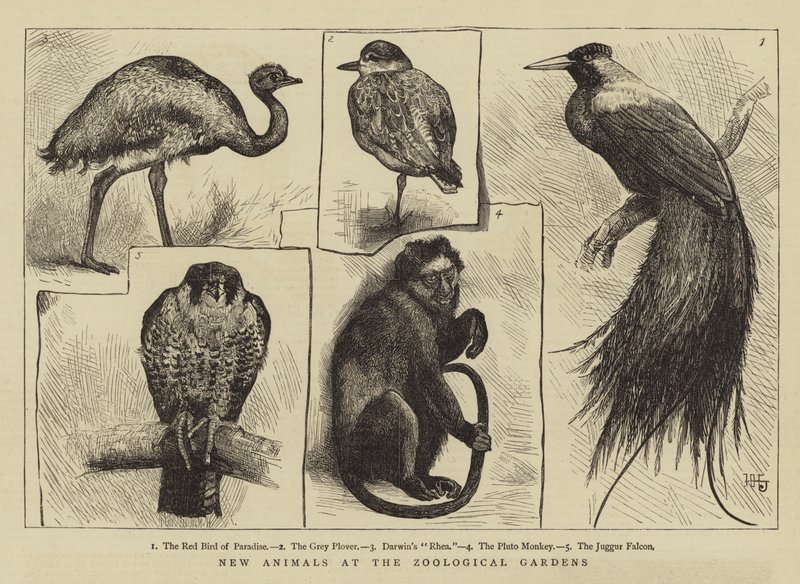 Nye dyr i zoologiske hager av Harry Hamilton Johnston