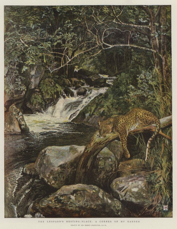 Leopardens hvilested, et hjørne av hagen min (chromolitho) av Harry Hamilton Johnston