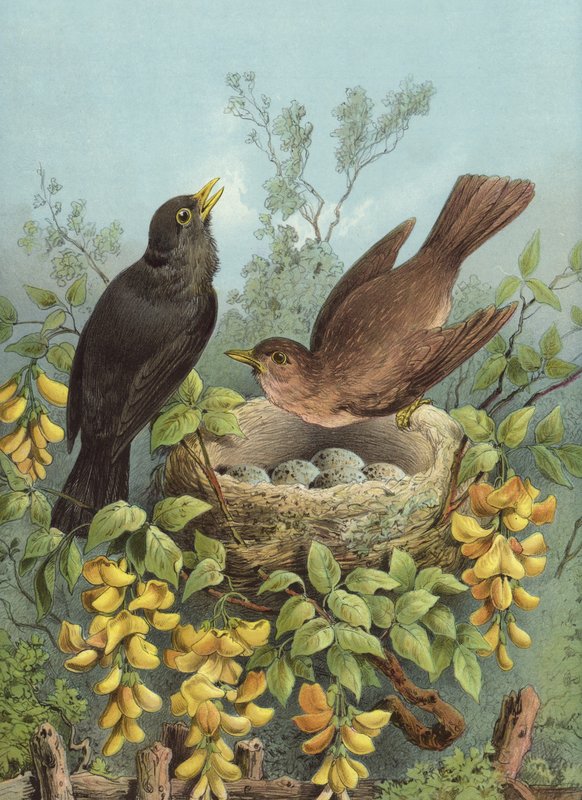 Blackbird (chromolitho) av Hector Giacomelli