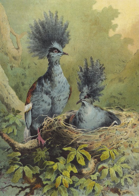 Charles Darwin, Naturlig utvalg av Hector Giacomelli