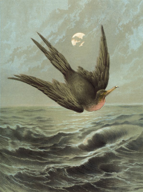 Fregattfugl (chromolitho) av Hector Giacomelli