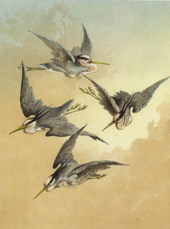 Hegre (chromolitho) av Hector Giacomelli