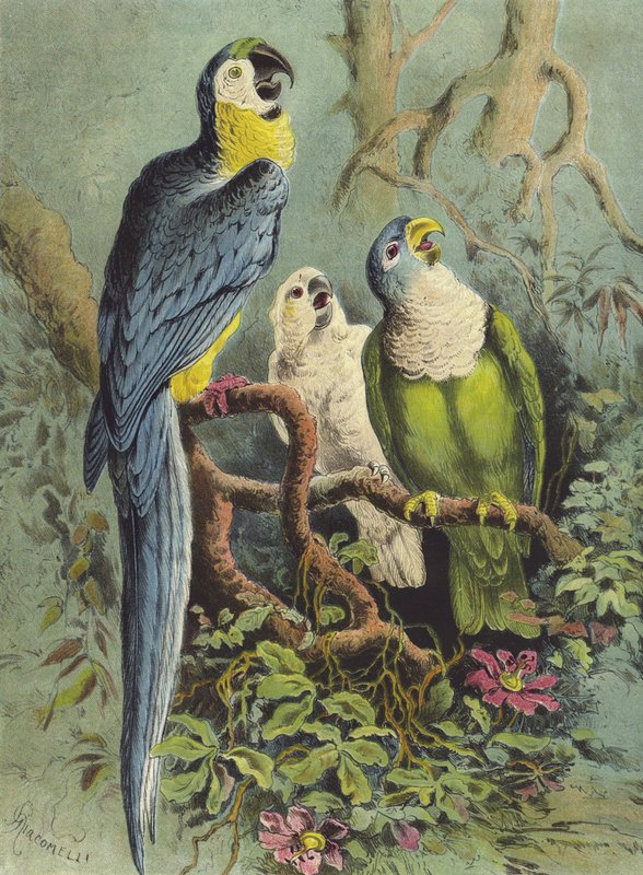 Parrots (chromolitho)   387383   no       Norwegisch Successfully Translated  Original: Falcon in the poultry yard (chromolitho) Translat: Falcon in the poultry yard (chromolitho) 387382 no Norwegisch Successfully Translated Original: Weaver Bird (chromoli av Hector Giacomelli