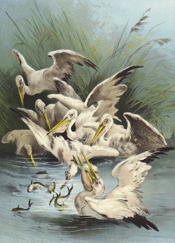 Pelikaner som fôrer (chromolitho) av Hector Giacomelli