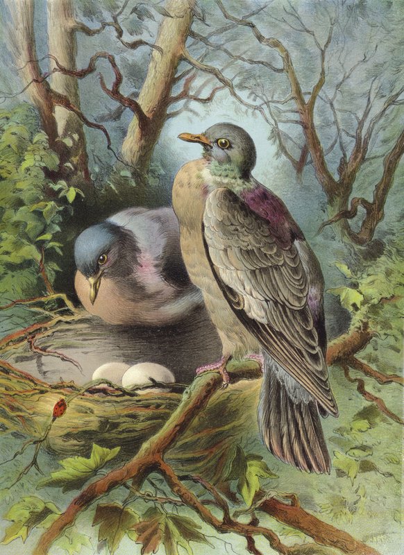 Ringdue (chromolitho) av Hector Giacomelli