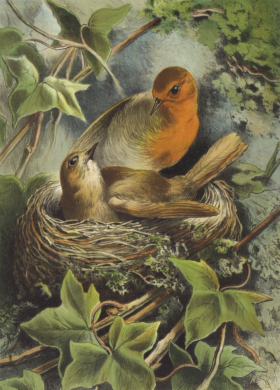 Robin og reiret (chromolitho) av Hector Giacomelli