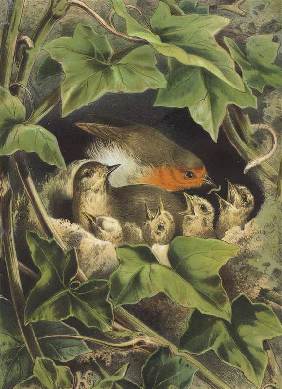 Robin, mater de unge (chromolitho) av Hector Giacomelli