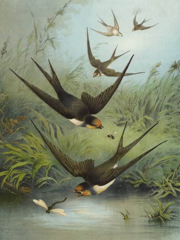 Svelge (chromolitho) av Hector Giacomelli
