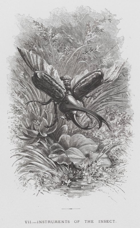 The Insect: Instruments of the Insect (gravering) av Hector Giacomelli