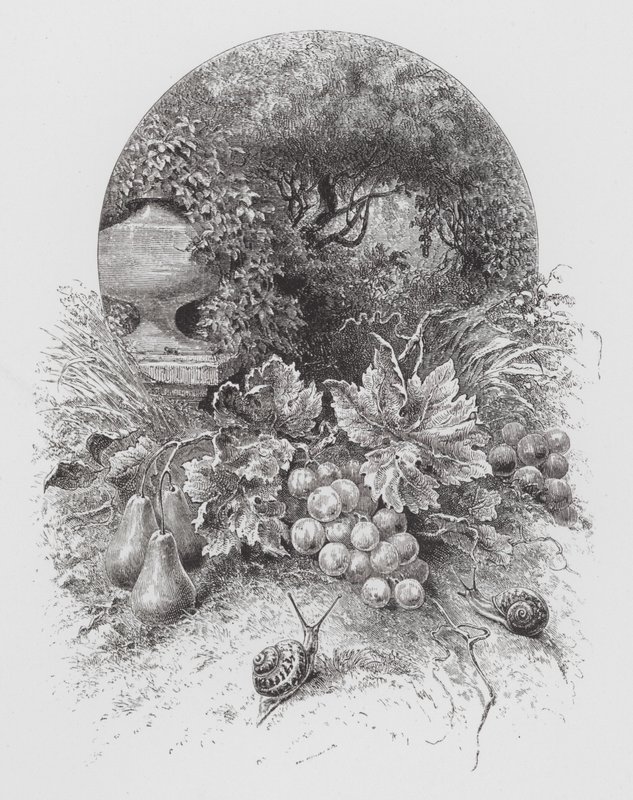 Insektet: snegler (gravering) av Hector Giacomelli