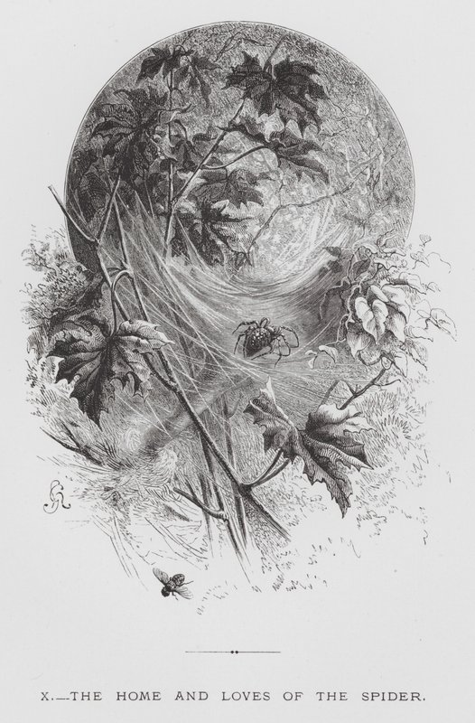 The Insect: The Home and Loves of the Spider (gravering) av Hector Giacomelli