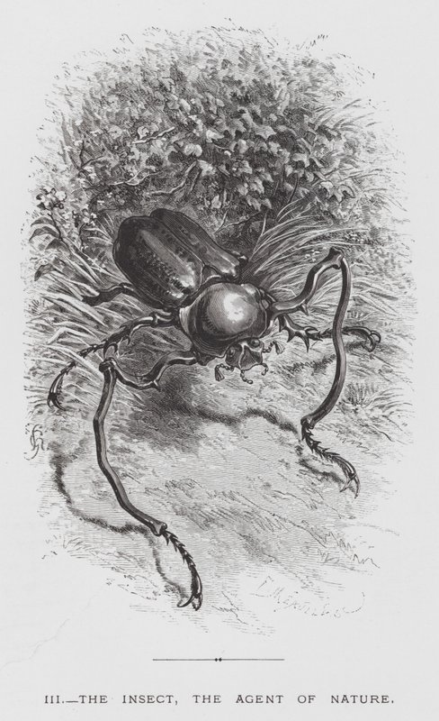 Insektet: Insektet, naturens agent (gravering) av Hector Giacomelli