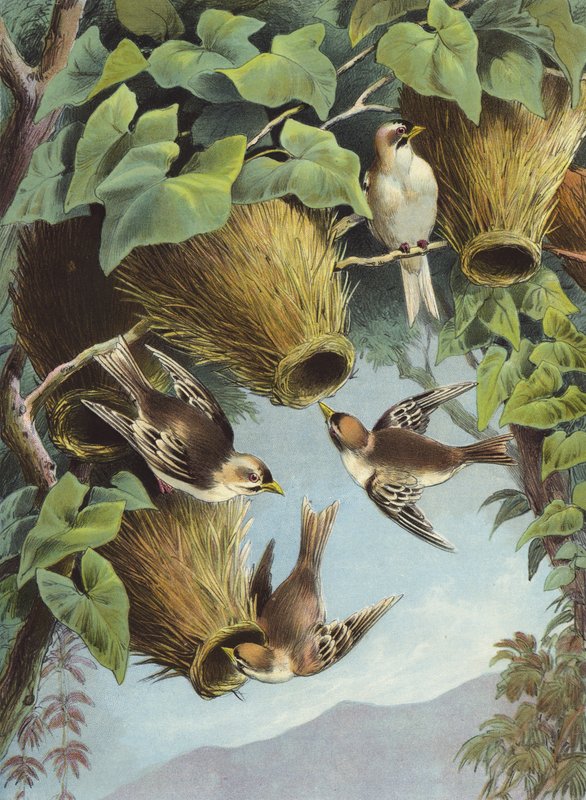 Weaver Bird (chromolitho)   387381   no       Norwegisch Successfully Translated  Original: Lyre Bird (chromolitho) Translat: Lyre Bird (chromolitho) 387380 Nei norsk Vellykket oversatt Original: Crowned pigeon (chromolitho) Oversettelse: Charles Darwin, N av Hector Giacomelli