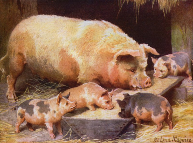 Purke og smågriser (farge litho) av Helena J. Maguire