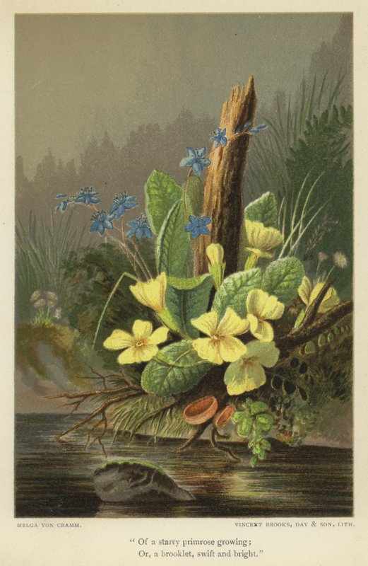 Av en stjerneklar primula som vokser; Eller en bekke, rask og lys av Helga von Cramm