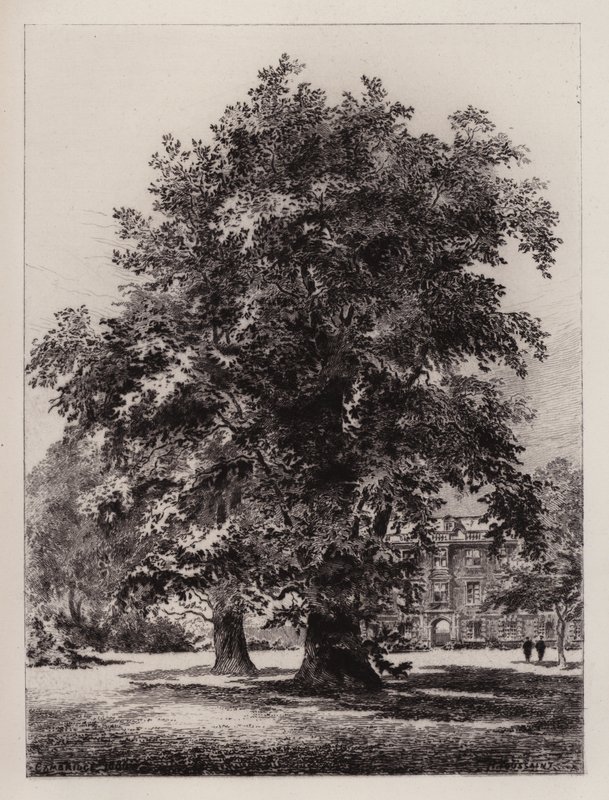 Cambridge: The Garden of Christ's College (etsing) av Henri (after) Toussaint