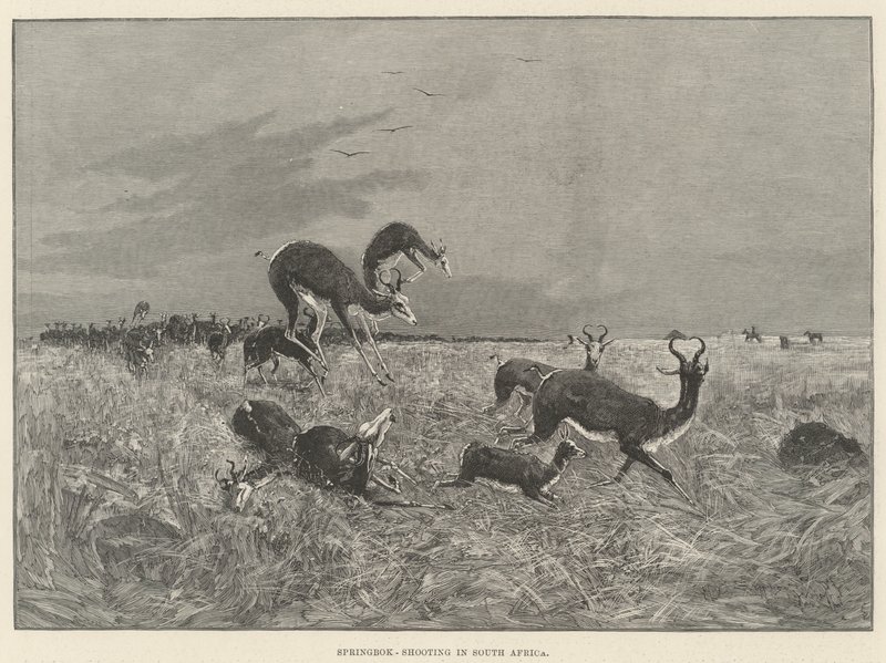 Springbok-skyting i Sør-Afrika av Henry Charles Seppings Wright