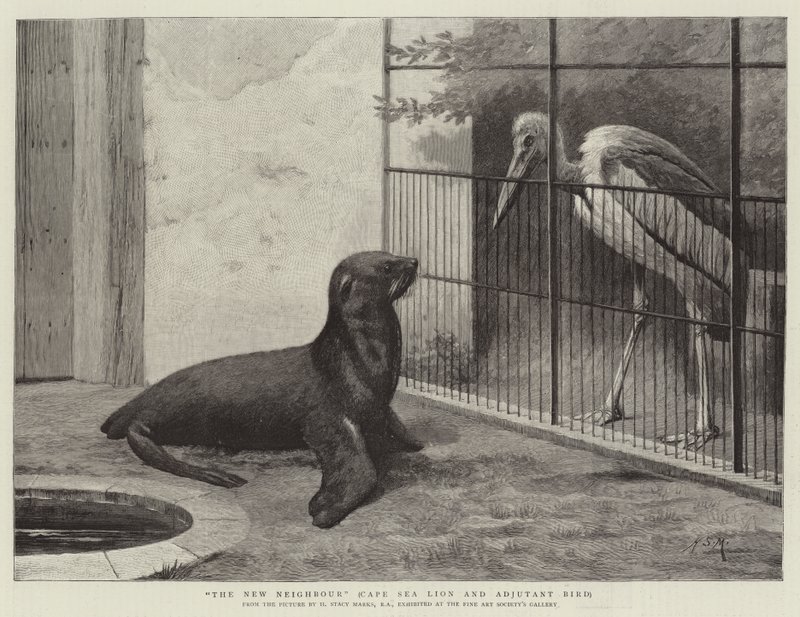Den nye naboen, Cape Sea Lion og Adjutant Bird av Henry Stacey Marks