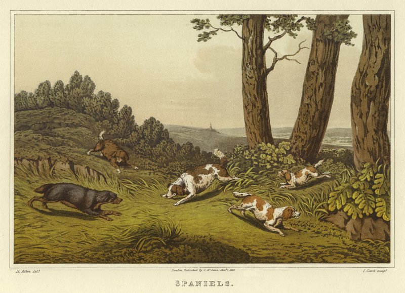 Spaniels (chromolitho) av Henry Thomas Alken
