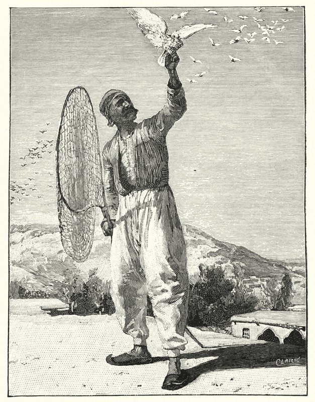 Snarrende fugler i hustopp i øst (litho) av Henry Andrew Harper