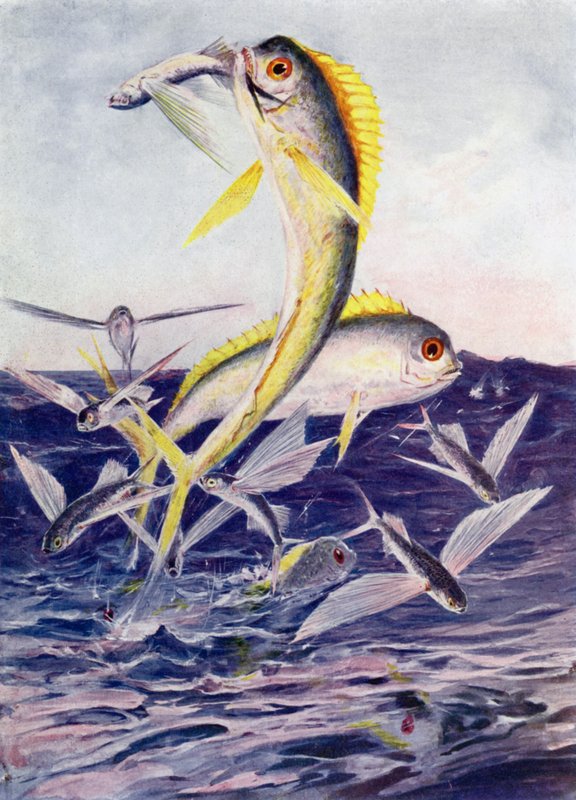 Flygefisk angrepet av Henry Charles Seppings Wright