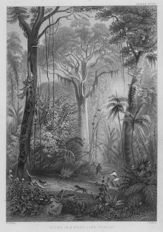 Scene i en brasiliansk skog (farget gravering) av Henry George (after) Hine