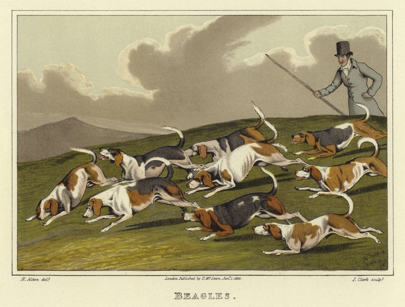 Beagler (chromolitho) av Henry Thomas Alken