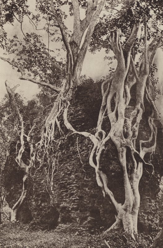 De ødelagte byene på Ceylon: Kotuwa (s/hvitt-bilde) av Henry W. Cave