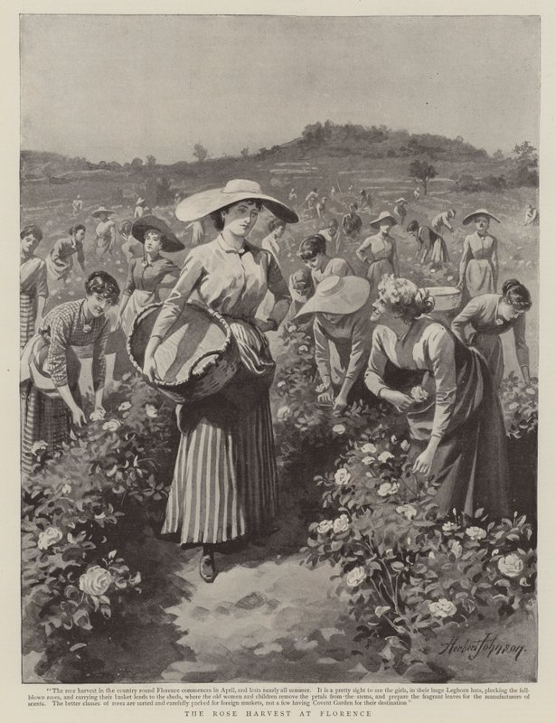 Rosehøsten i Firenze av Herbert Johnson