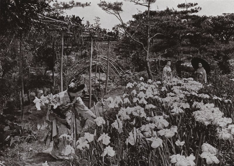 På Iris Garden at Hori-kiri (s/hvitt bilde) av Herbert Ponting