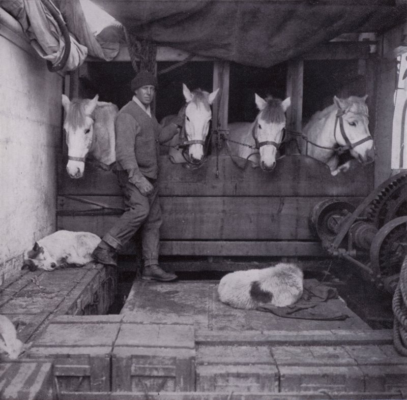 Kaptein Oates med ponnier og hunder til sjøs (s/hvitt bilde) av Herbert Ponting